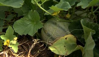Ecaussinnes : le lait, les légumes… et les melons de la Ferme Clara !