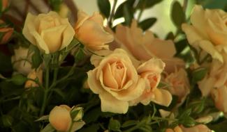 Le Roeulx : le baptême d'une rose