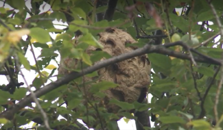 Nids de frelons asiatiques : la zone de secours Hainaut Centre ne s’en occupera plus systématiquement